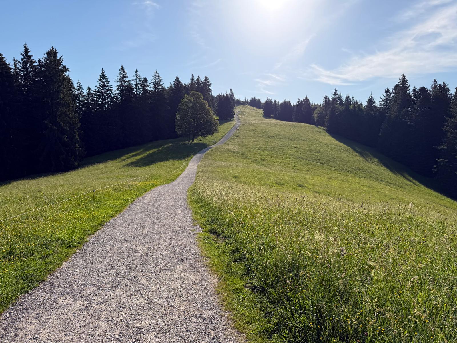 Weg über die Wiese, im Hintergrund Wald und Himmel